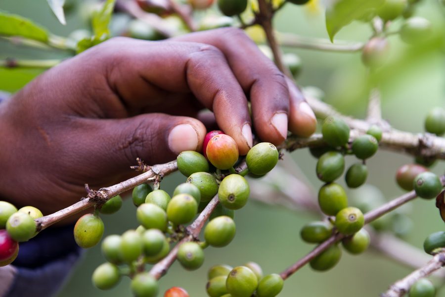 Coffee Farm Tour