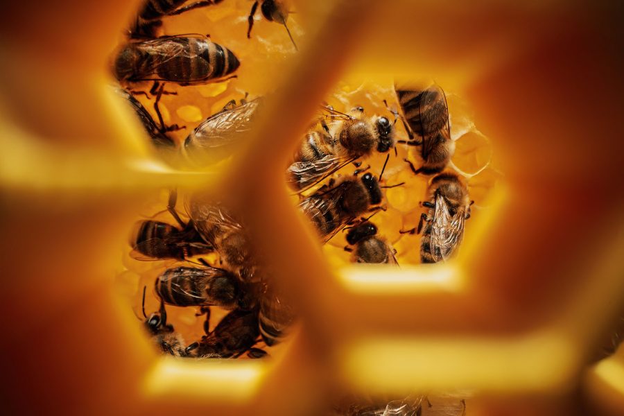 Bees swarming in honeycomb, extreme macro, camera deep in hive between frames with brood. Insects working in beehive, collecting nectar from pollen of flower.