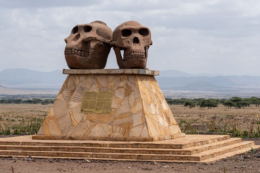 Tanzania, Africa - March 12, 2023: Statue at the Olduvai Gorge Museum (Ngorongoro Conservation Area). Human Skulls of Paranthropus and HomoHabilis