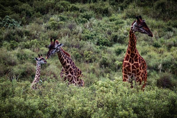 Wild animals in Arusha national park