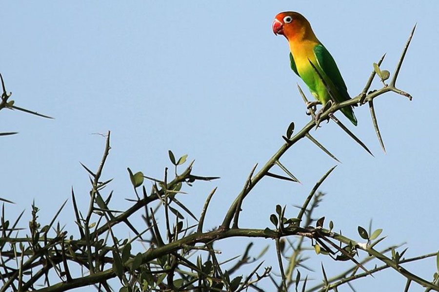 arusha_safari_park1-845x684