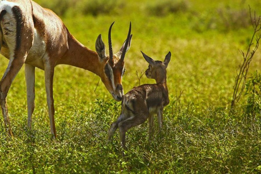 ikoma_wildlife_management_area1-845x684