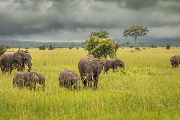 A family group of African Savanna Elephants (Loxodonta africana) walk in Mikumi National Park in Tanzania. This elephant as listed as endangered