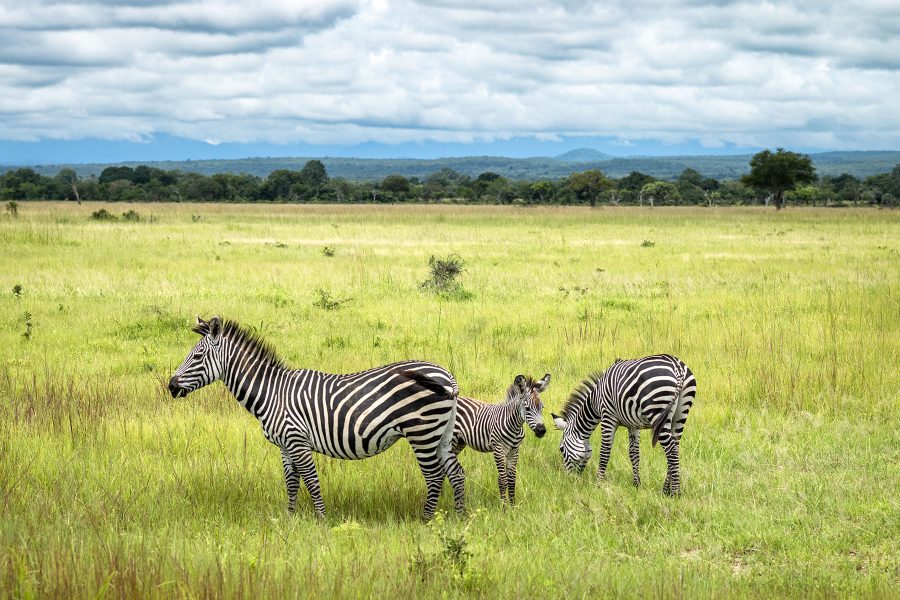 A zebra foal with its mother and another female zebra in Mikumi National Park in southern Tanzania.