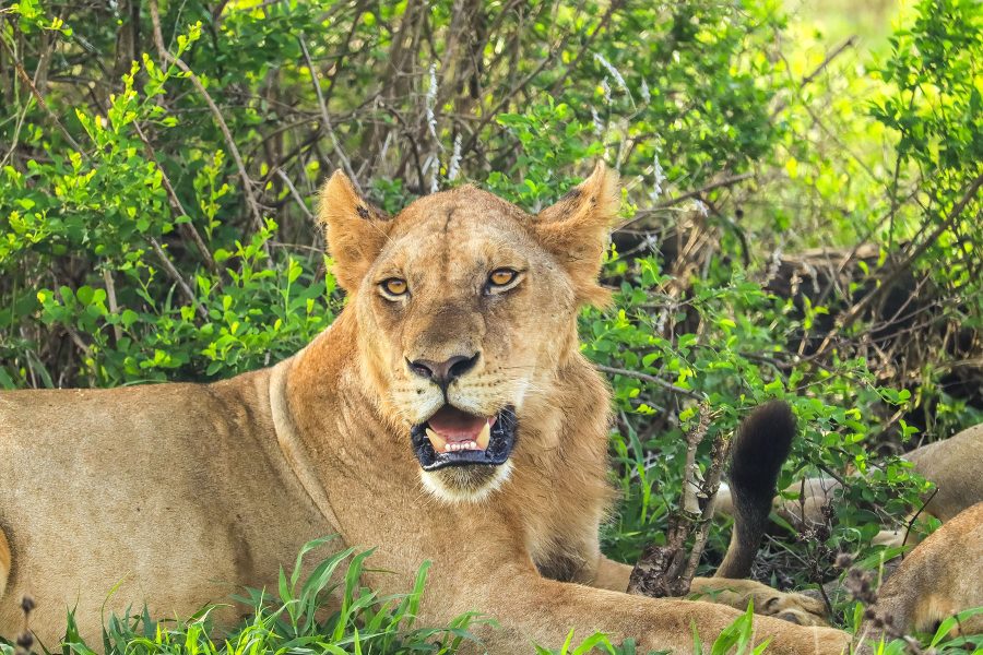 Tanzania - Mikumi national park - The juvenile male southern lion (panthera leo melanochaita) rests in the afternoon shade of trees in savannah