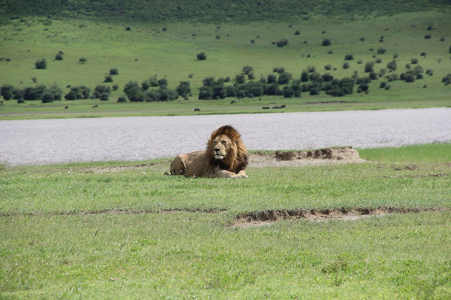 ngorongoro-lion