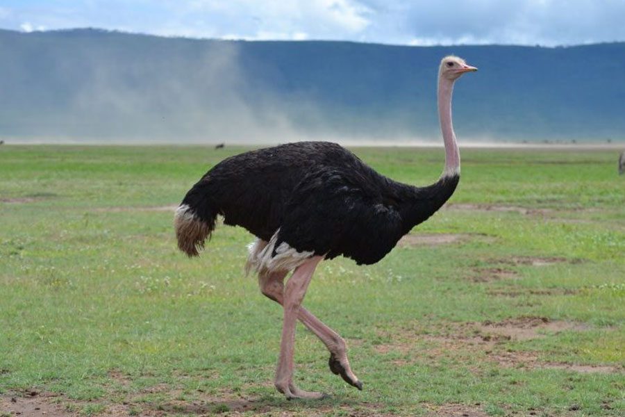 ngorongoro_crater1-845x682