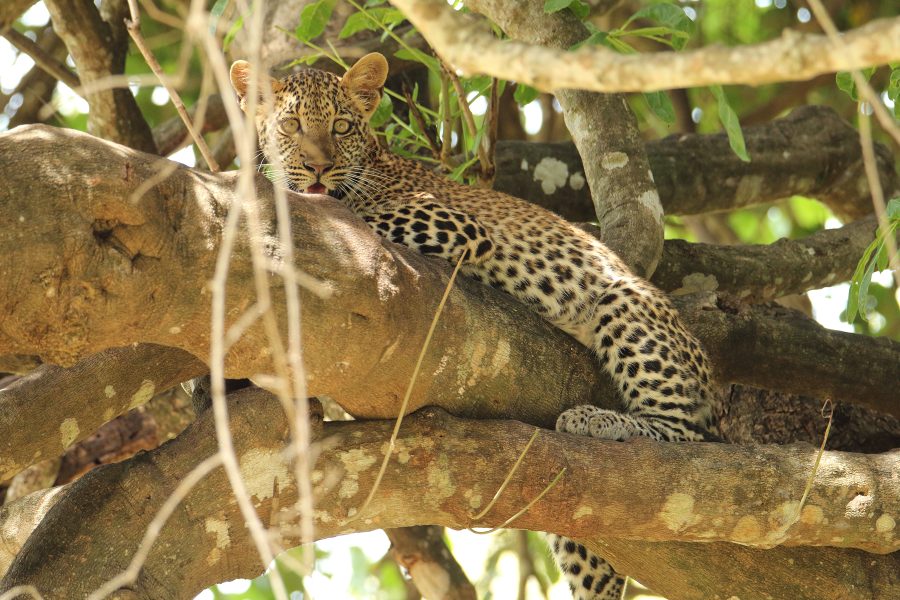 Leopard cub on a branch in a tree, seen on safari in the Nyerere National Park, Tanzania