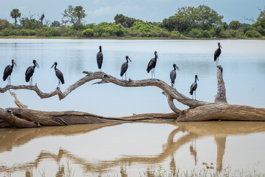 African openbill storks (anastomus lamelligerus) wait on a dead tree over a flooded lake as they hunt in Nyerere National Park (Selous Game Reserve) in southern Tanzania.