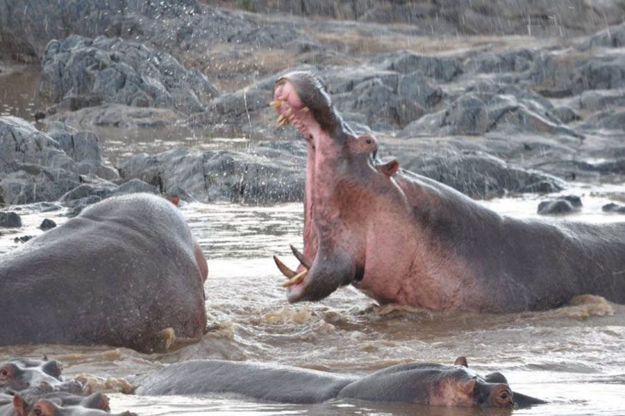 safari_parks_lake_manyara-845x684-1