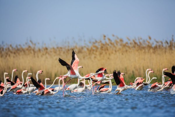 Flamingos in flight. Flying flamingos over the water of Natron Lake. Lesser flamingo. Scientific name: Phoenicopterus minor.