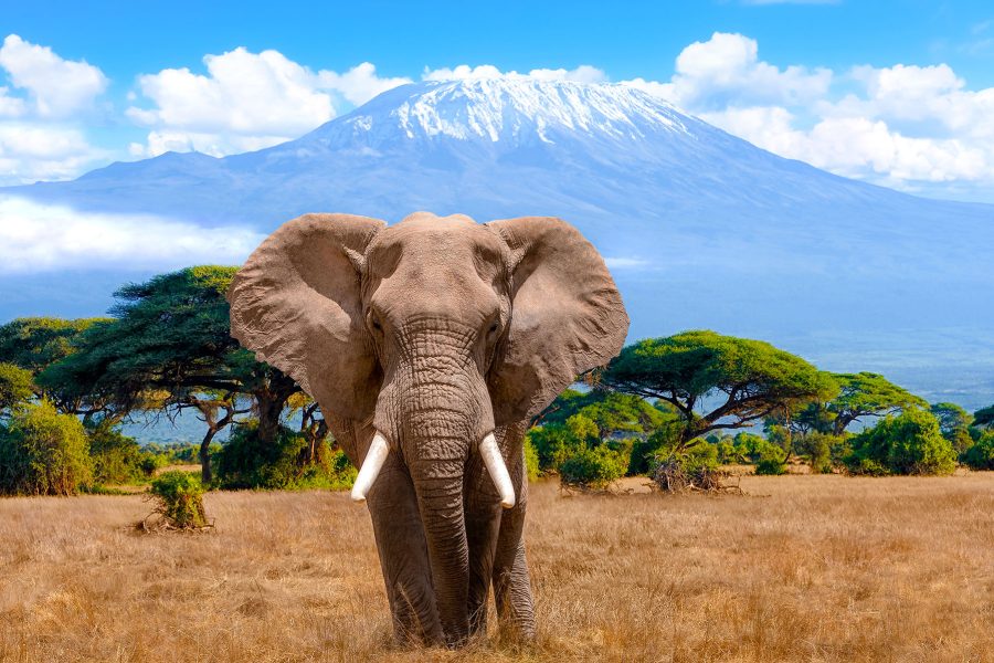 A male elephant in front of Mount Kilimanjaro in Kenya National Park, Africa