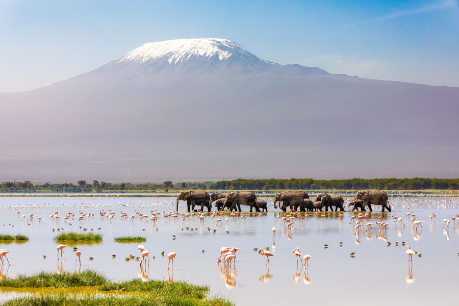 Mount Kilimanjaro with a herd of elephants walking across the foreground. Amboseli national park, Kenya.