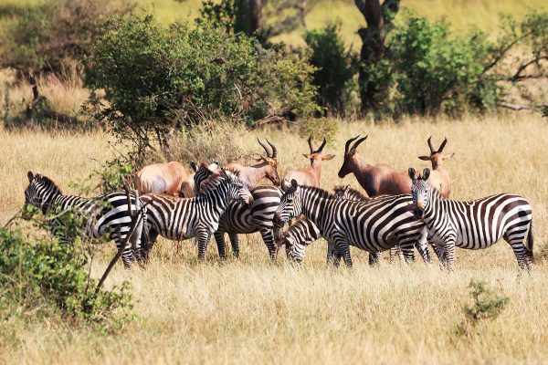 Burchell's Zebras in Ikoma, near Serengeti National Park, Tanzania, East Africa.