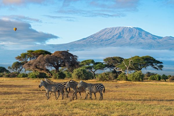 A herd of plains zebra walks against the clear view of mount Kilimanjaro and balloon flying in a blue morning sky at Amboseli National Park, Kenya