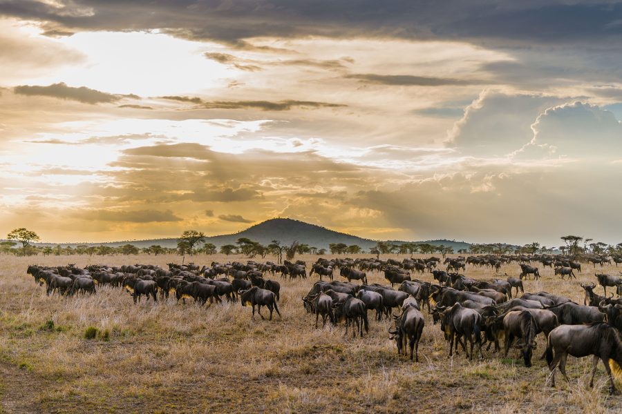 Wildbeast migration at Serengeti Tanzania