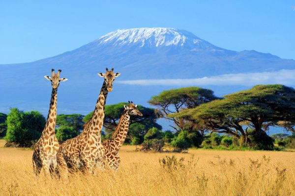 Three giraffe on Kilimanjaro mount background in National park of Kenya, Africa