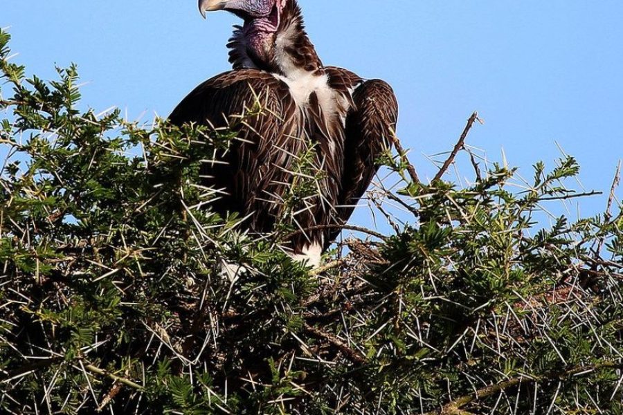 tarangire_safari_park1-845x684