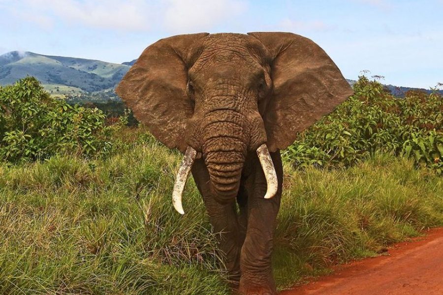 tarangire_safari_park2-845x684