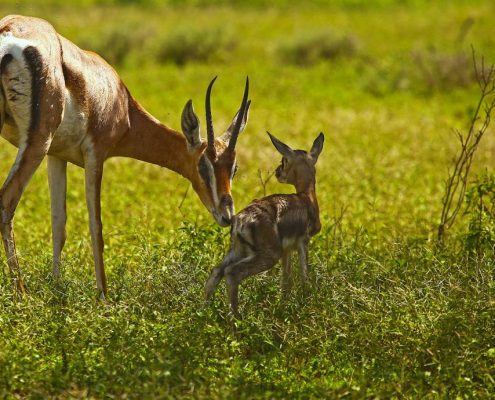 A Gazelle with her newborn baby in Ikoma area