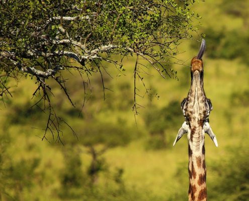 A giraffe stretching its neck to reach fresh thorn tree foliage