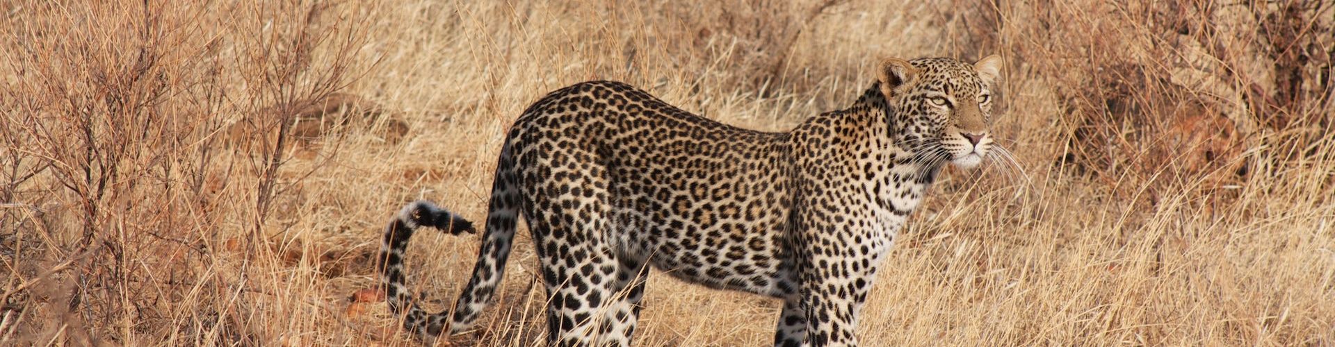 A leopard in the Ikoma Wildlife Management Area