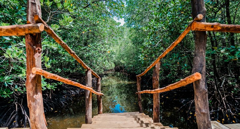 A bridge through the Jozani Mangrove forest area