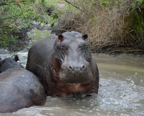 Hippos in Lake Manyara Safari Park