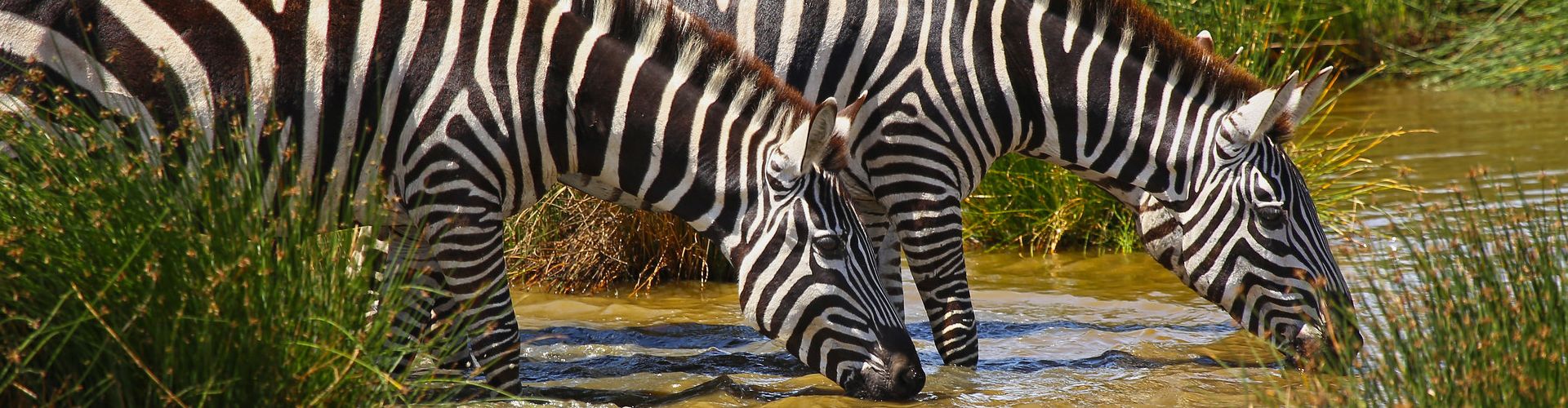 Zebras drinking from a small stream near Lake Manyara