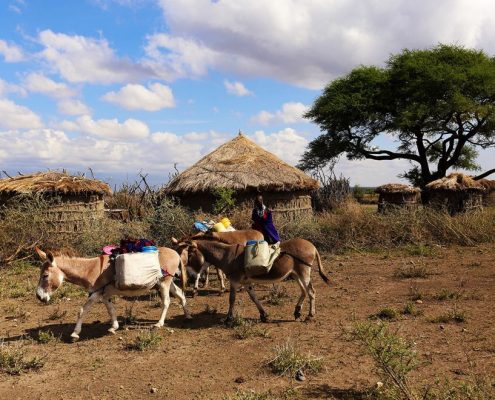 A Maasai woman transporting goods with the help of donkeys, with a traditional Maasai Village in the background