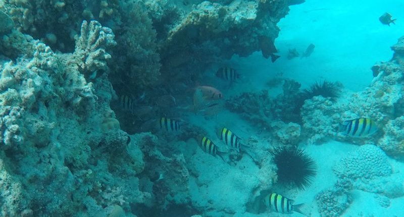 Enjoy the underwater world of Zanzibar with Shemeji Safari
