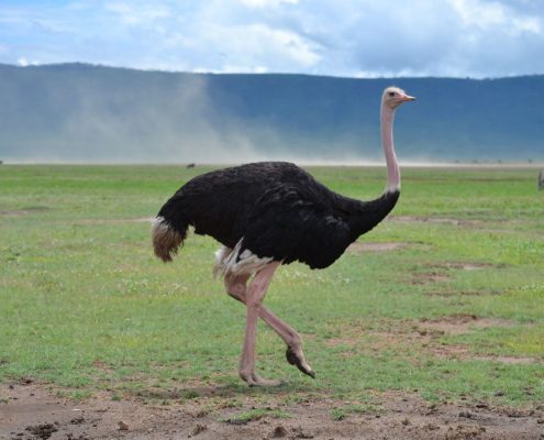 A male common ostrich walking in the Ngorongoro Crater