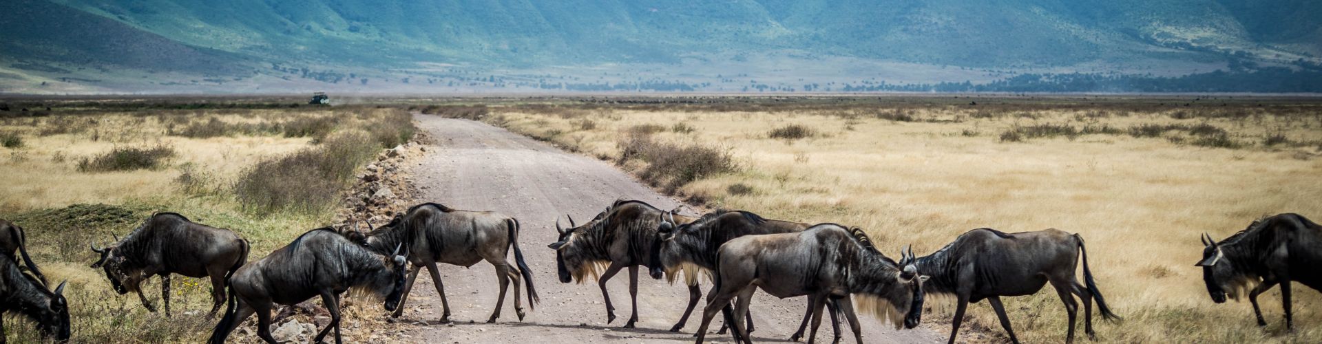 Gnus have right of way in the Ngorongoro Crater