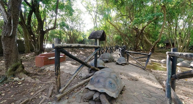 Watch ancient turtles on your Prison Island tour