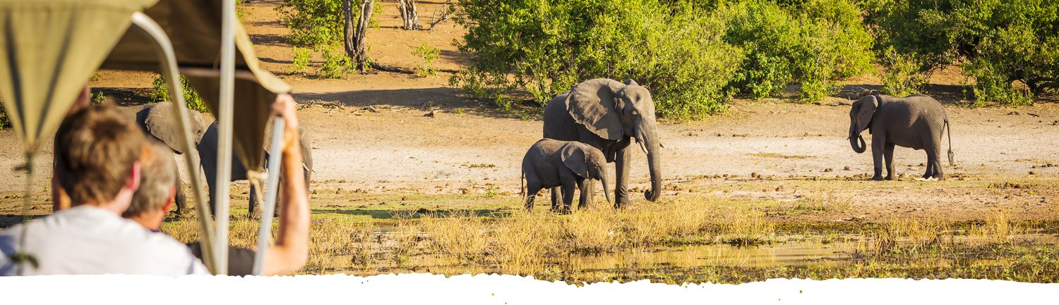 Safari guests watching Elephants in Tanzania