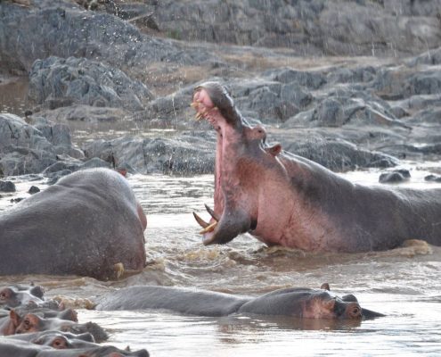 An aggressive Hippo in Lake Manyara Safari Park in Tanzania