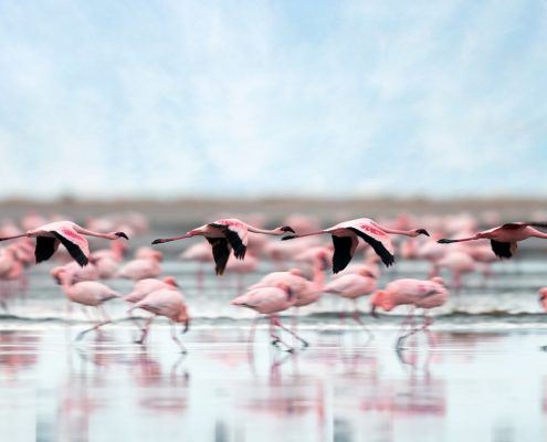 Lesser Flamingos in the Lake Natron area
