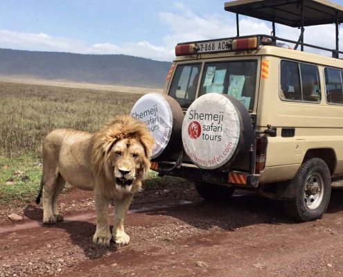 An impressive male lion standing next to a Shemeji Safari Truck in the main caldera of the Ngorongoro Conservation Area