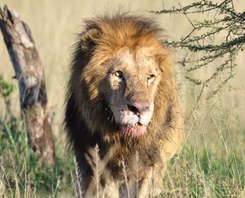 An older male lion with a bloody mouth in the famous Serengeti National Park