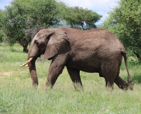 An Elephant in Tarangire National Park in Tanzania