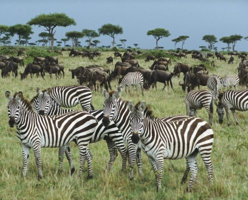 A group of animals from the great migration in the Serengeti Safari Park