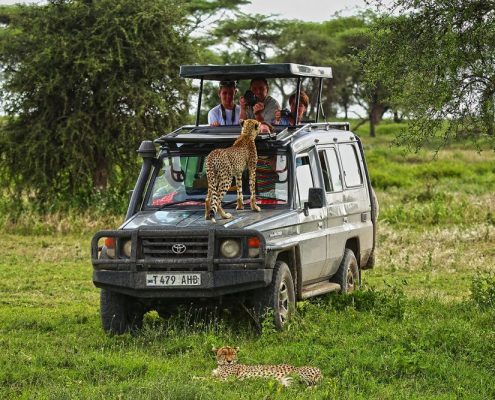 A cheetah standing on the bonnet of a Safari Truck in the Serengeti