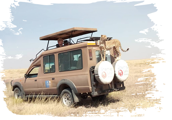 Plan your Safari itinerary with Shemeji Safari
