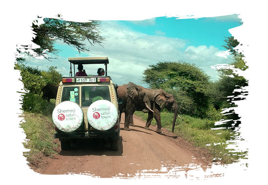 Enjoy quality Tanzania Safari Tours with Shemeji Safari - Karibu Tanzania (Welcome to Tanzania)