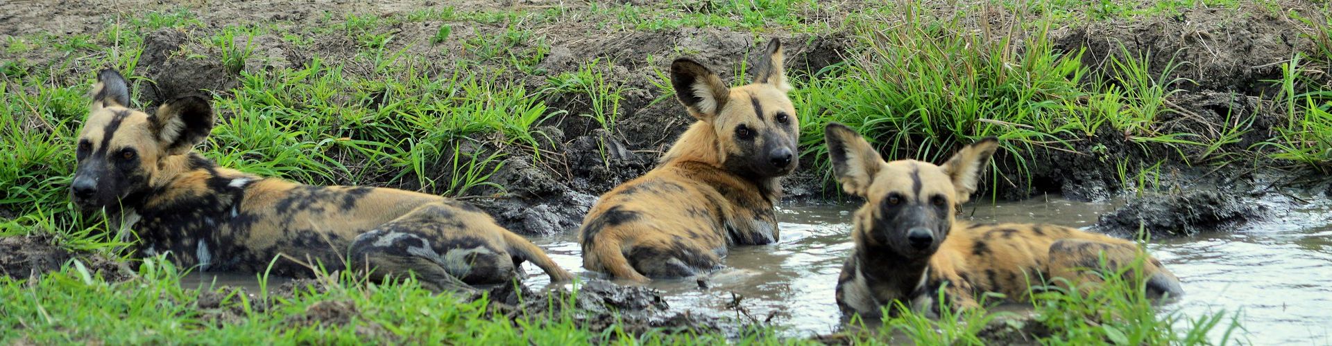 African wild dogs in Tanzania