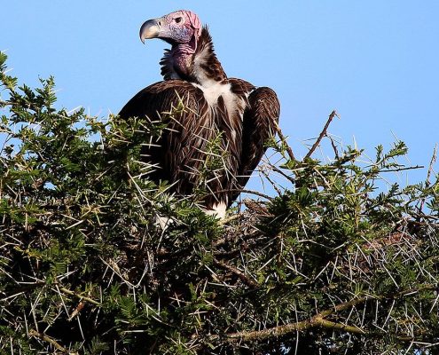 Vulture sitting on an acacia tree in Tarangire National Park